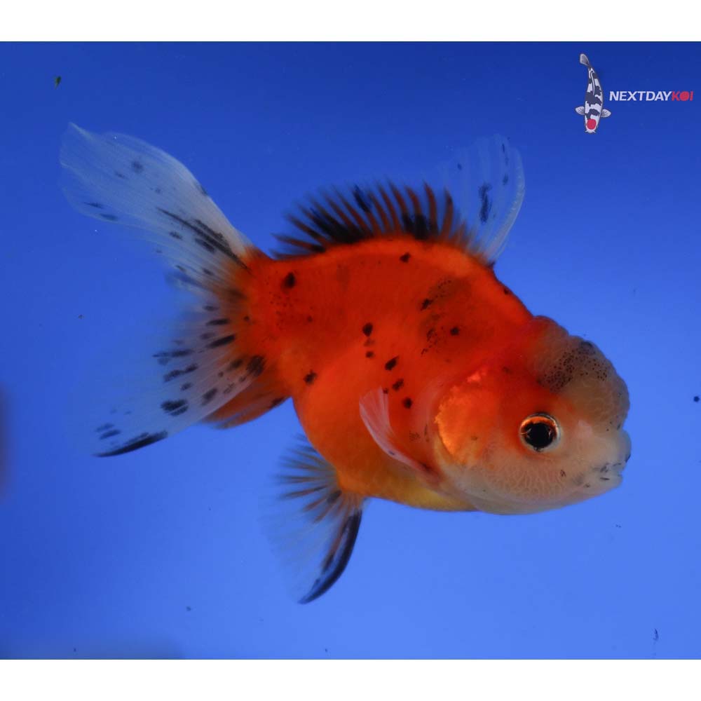 4” Imported Calico Oranda