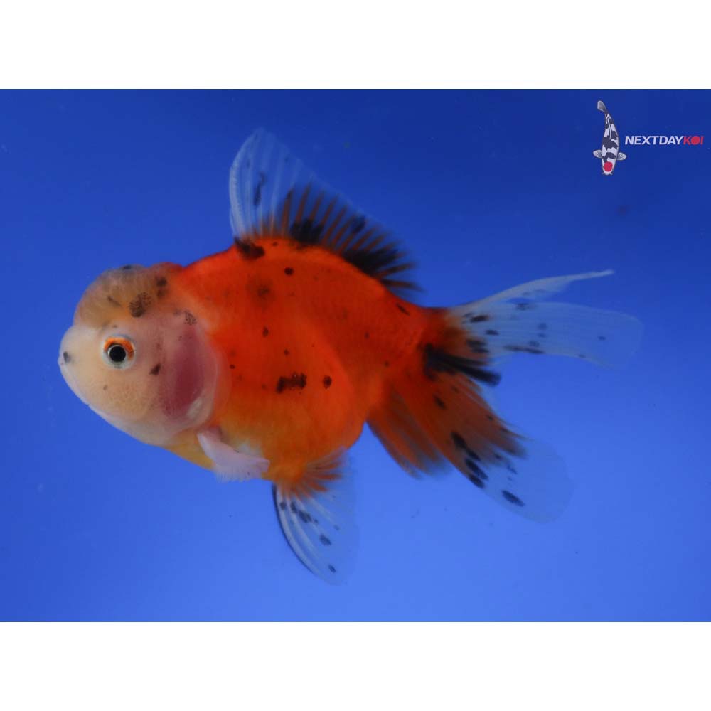 4” Imported Calico Oranda