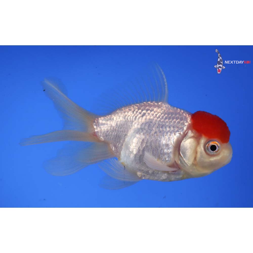 4” Imported Redcap Oranda