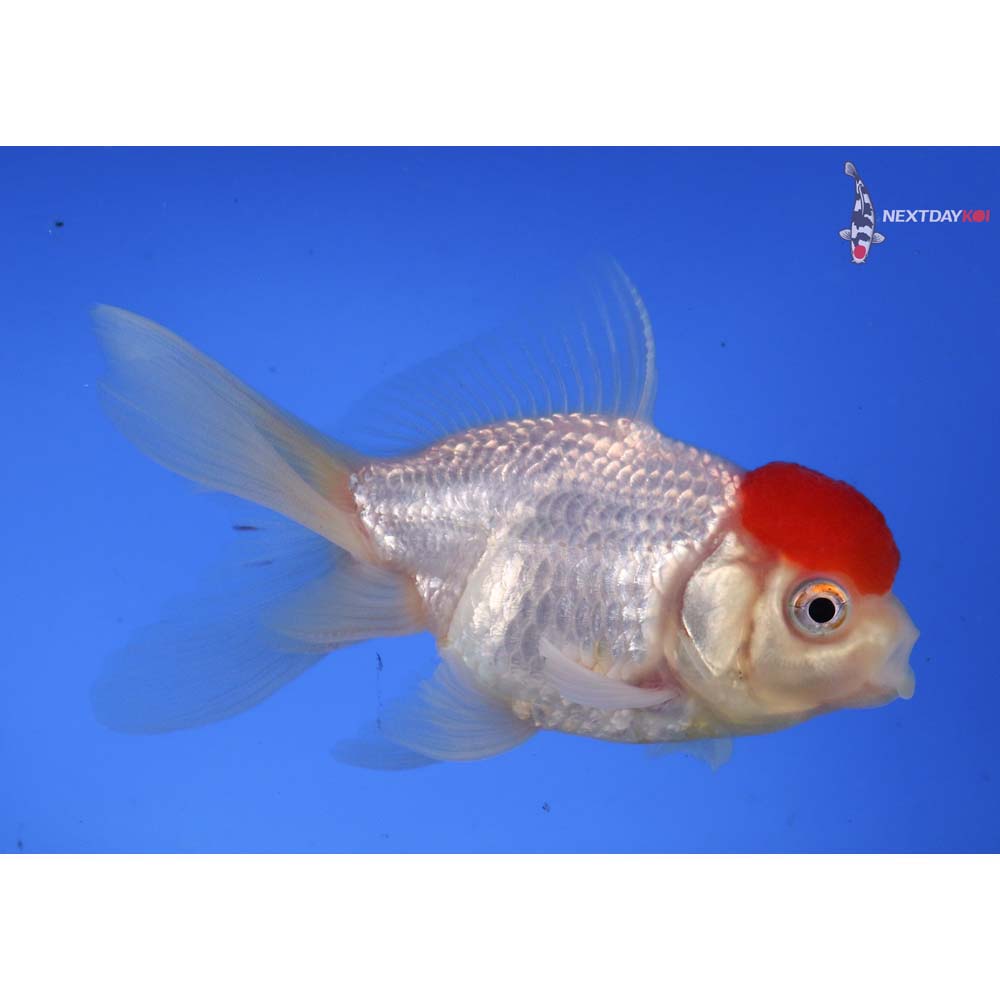 4” Imported Redcap Oranda