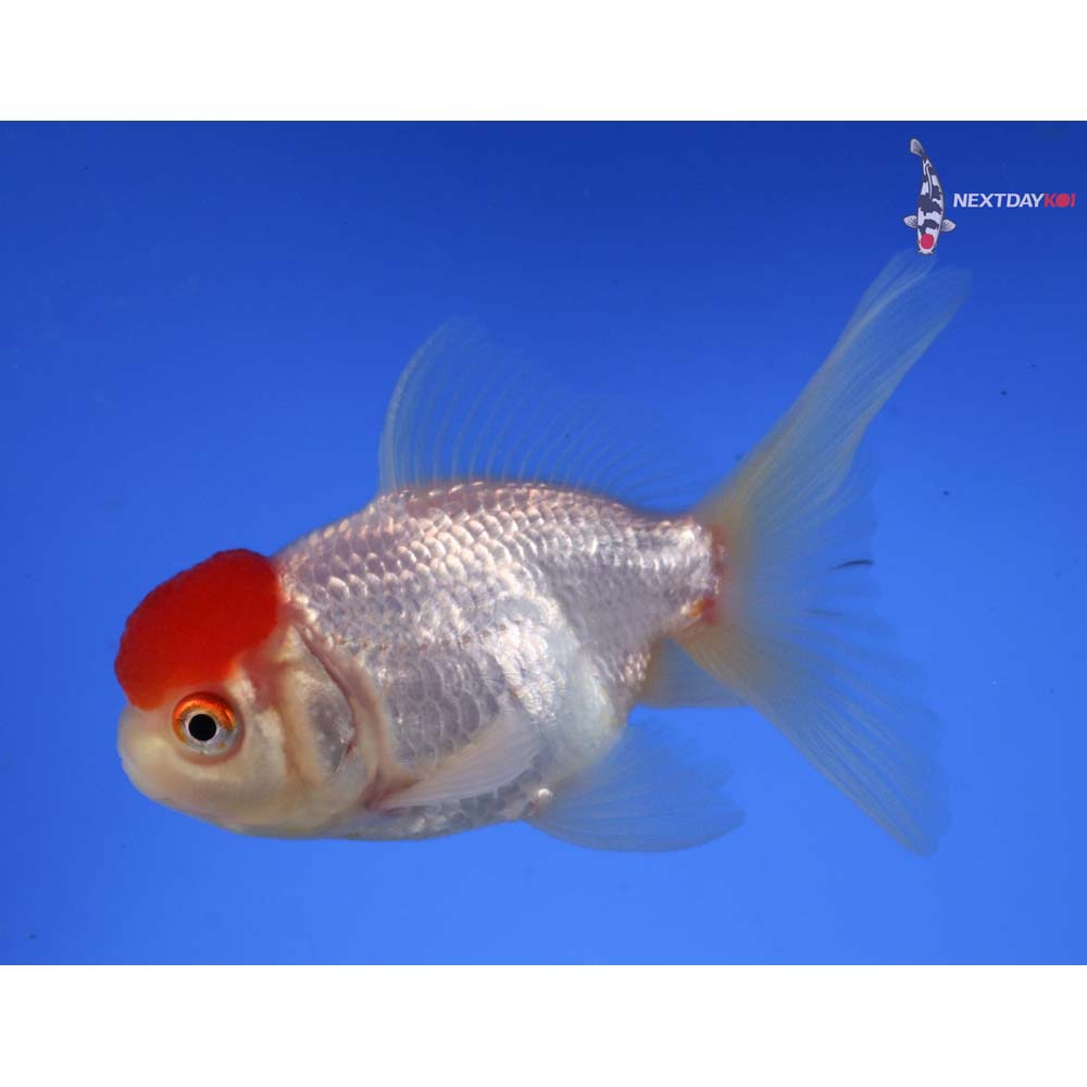 4” Imported Redcap Oranda