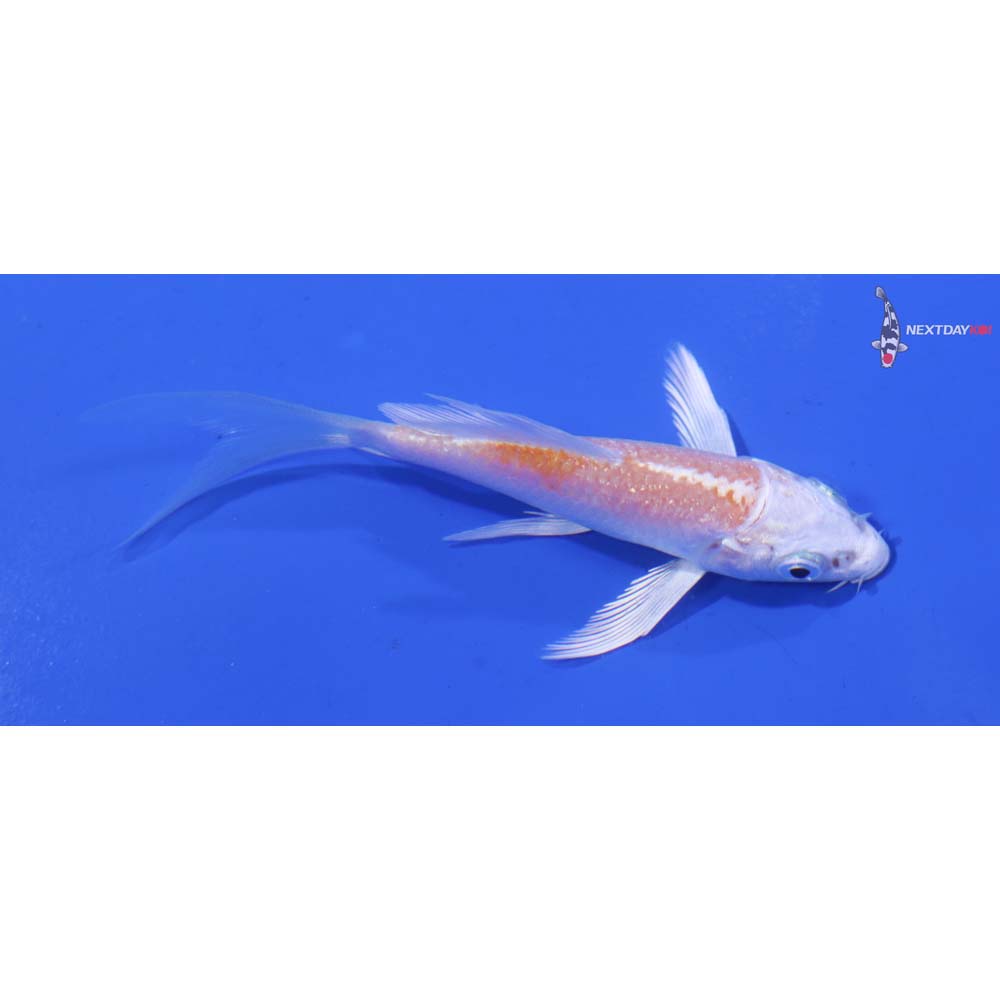 3.5” Imported Lemon Hariwake Butterfly Koi