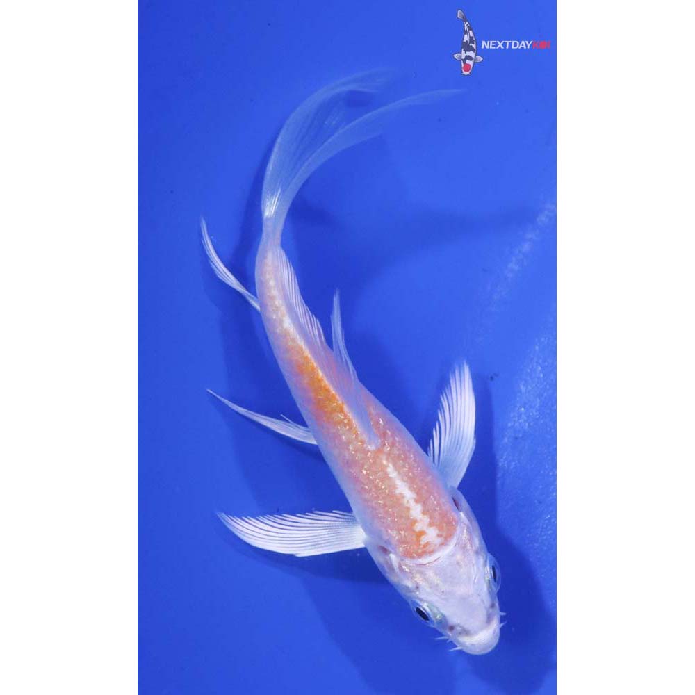 3.5” Imported Lemon Hariwake Butterfly Koi