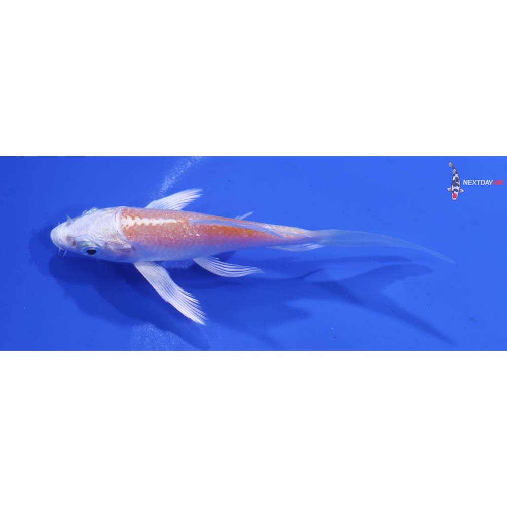 3.5” Imported Lemon Hariwake Butterfly Koi
