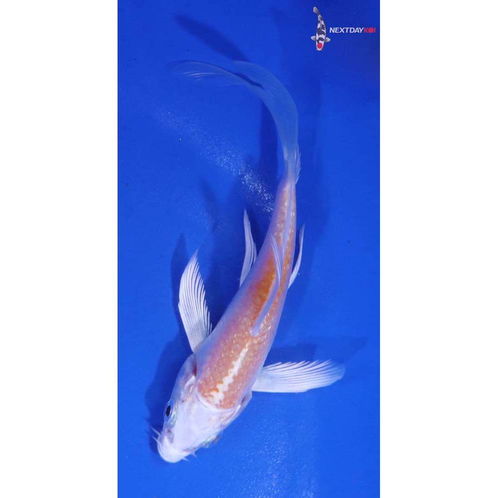 3.5” Imported Lemon Hariwake Butterfly Koi