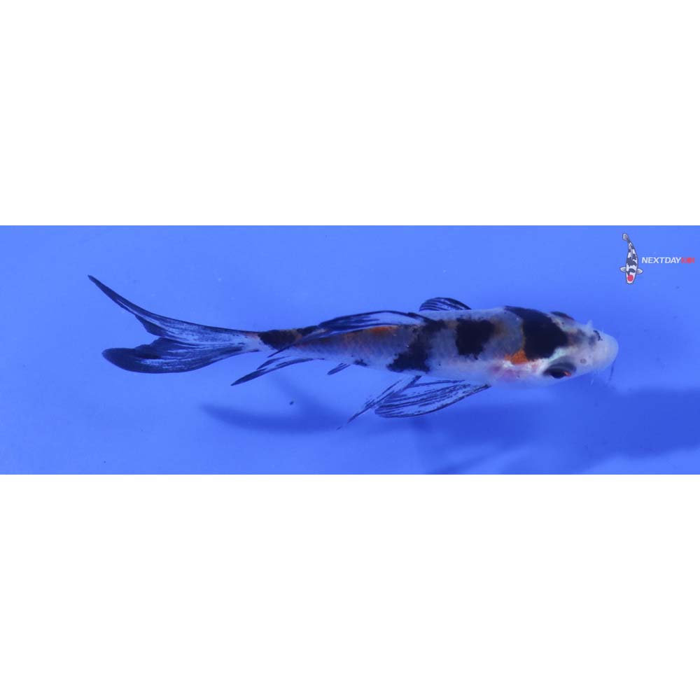 3” Imported Sanke Butterfly Koi