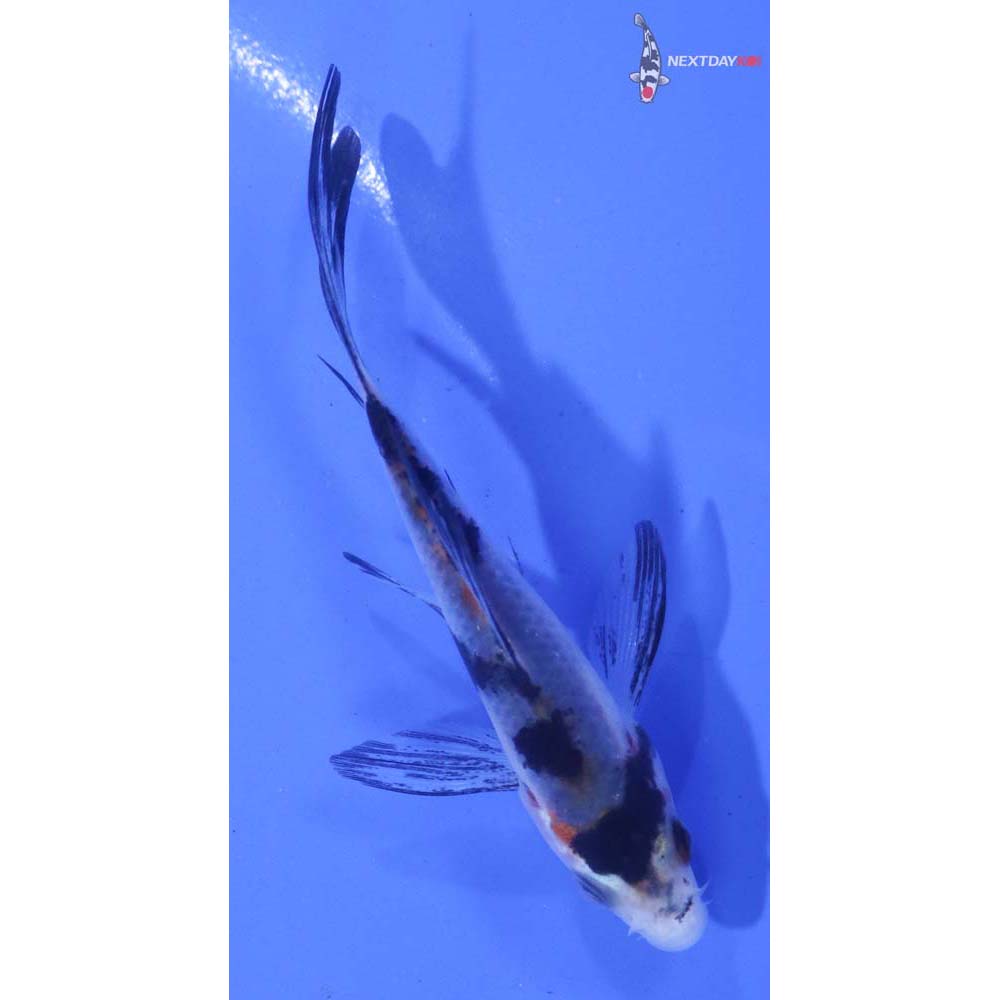 3” Imported Sanke Butterfly Koi
