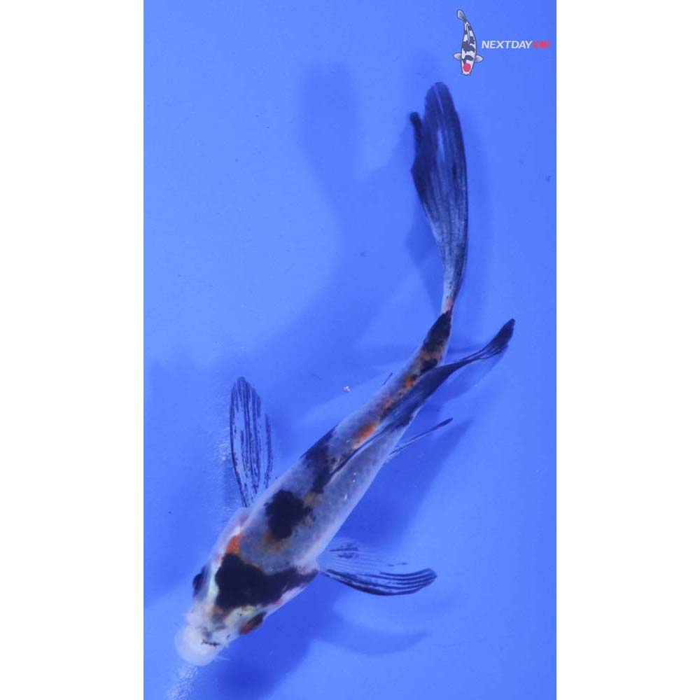 3” Imported Sanke Butterfly Koi