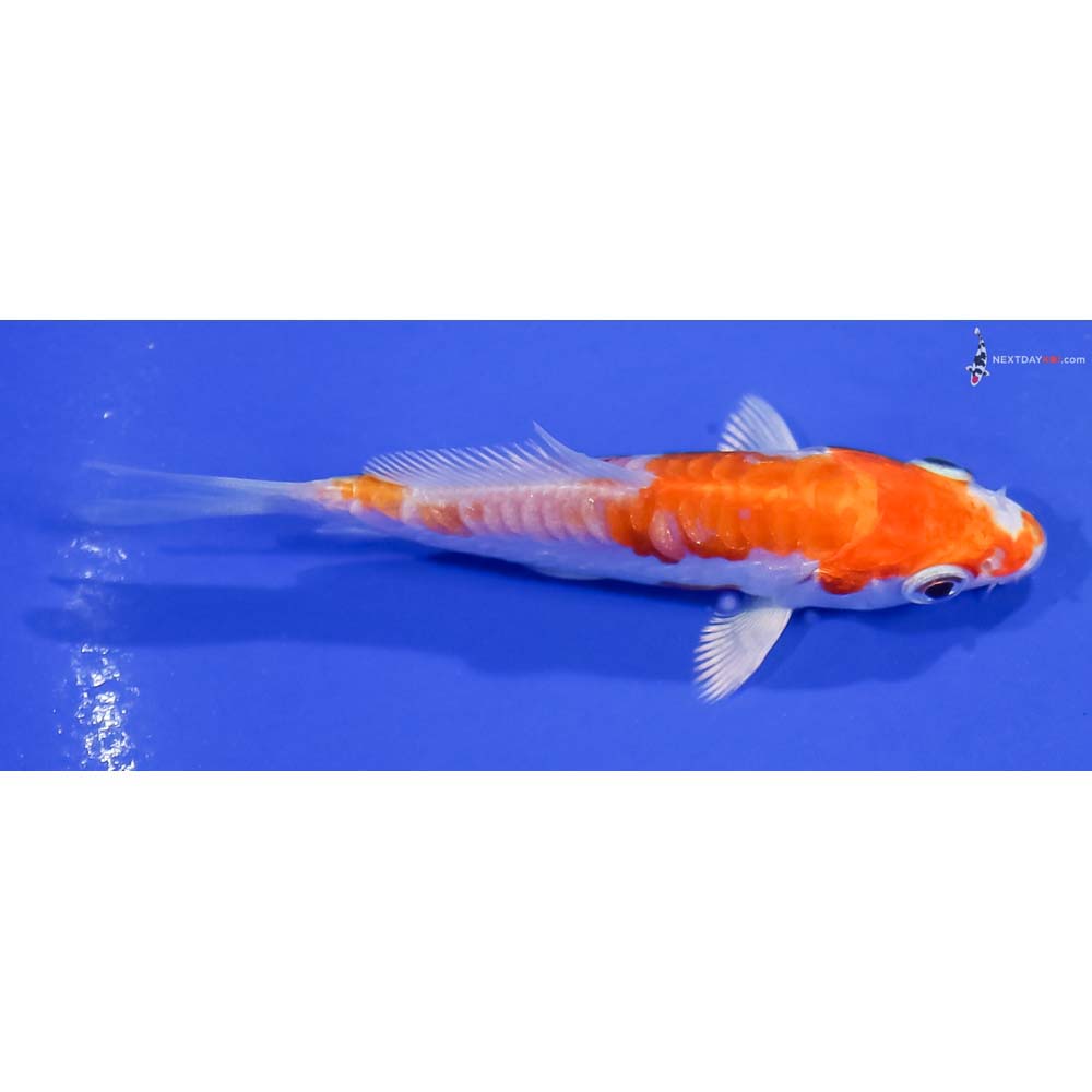 3” Imported Kikusui