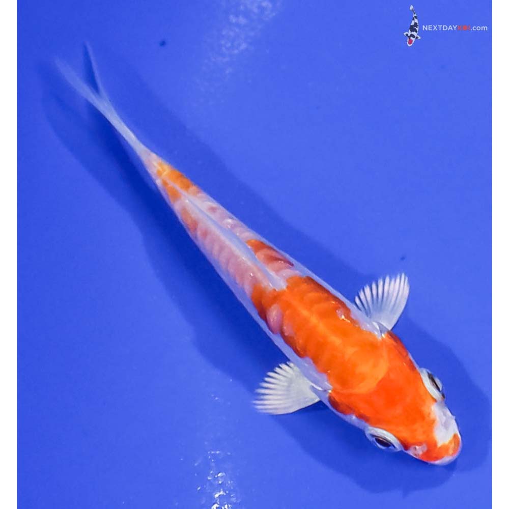 3” Imported Kikusui
