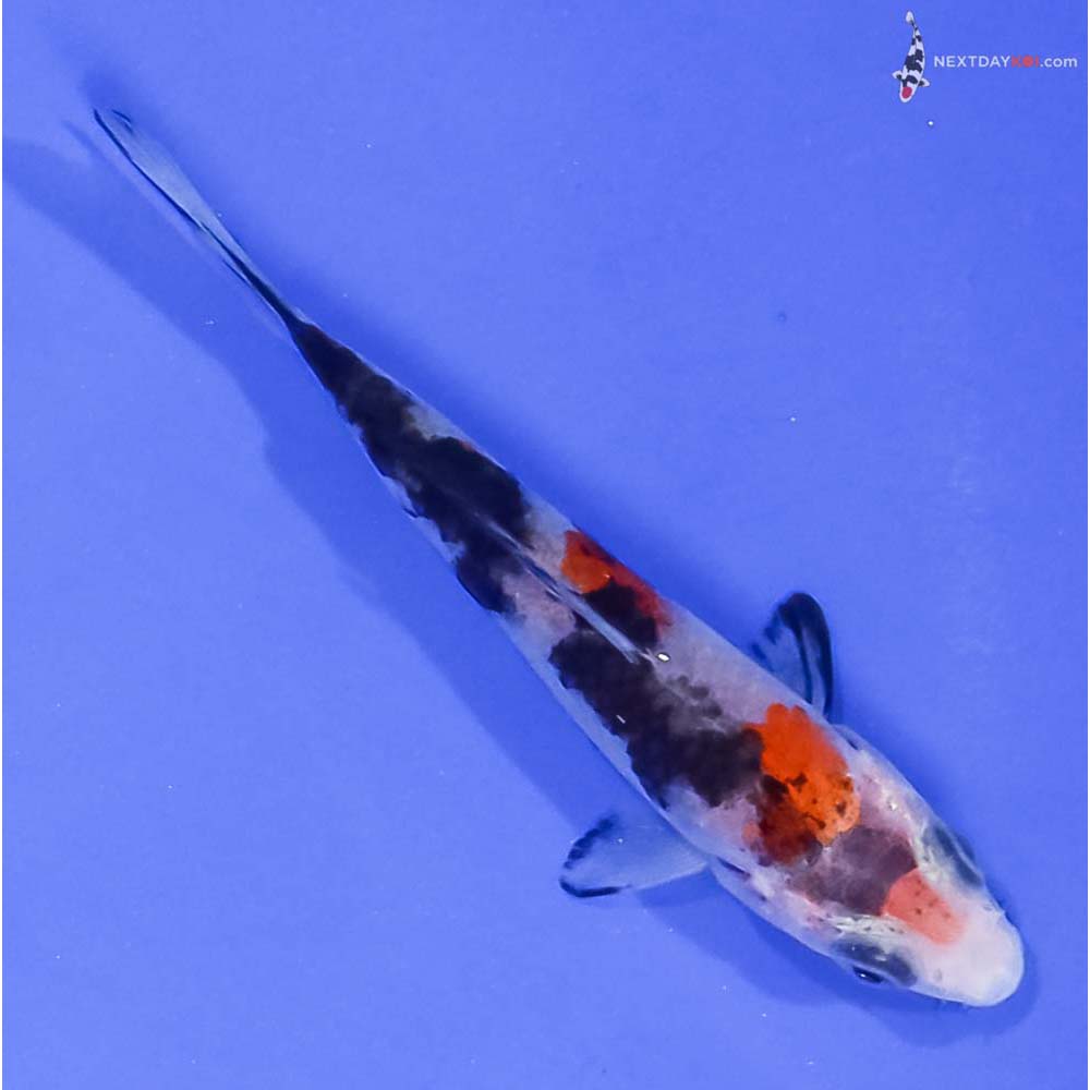 3.5” Imported Sanke