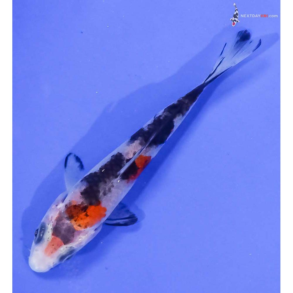 3.5” Imported Sanke