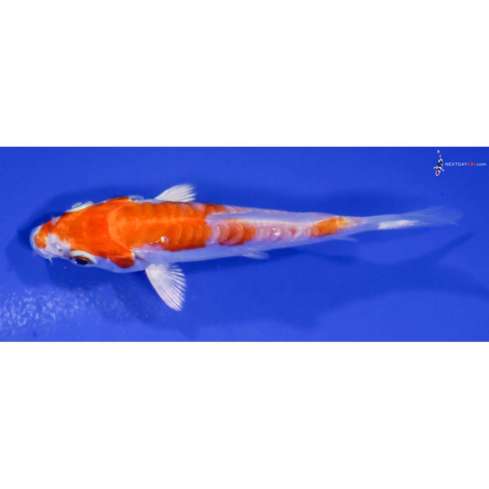 3” Imported Kikusui