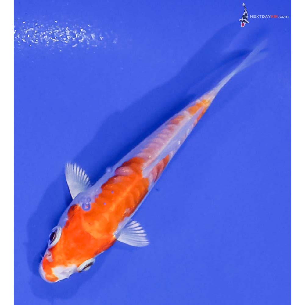 3” Imported Kikusui