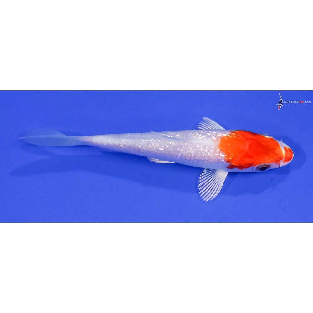 3.5” Imported Gin Rin Hariwake