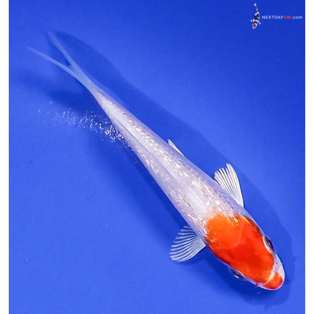 3.5” Imported Gin Rin Hariwake