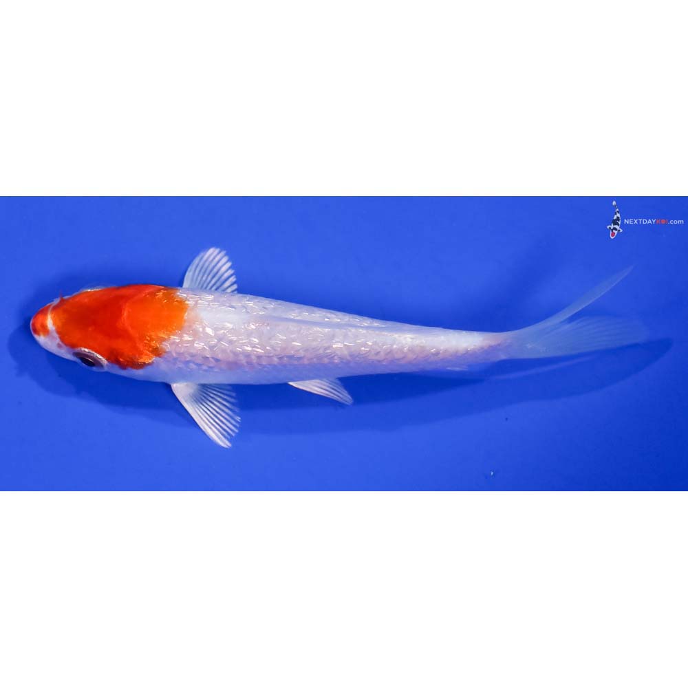 3.5” Imported Gin Rin Hariwake
