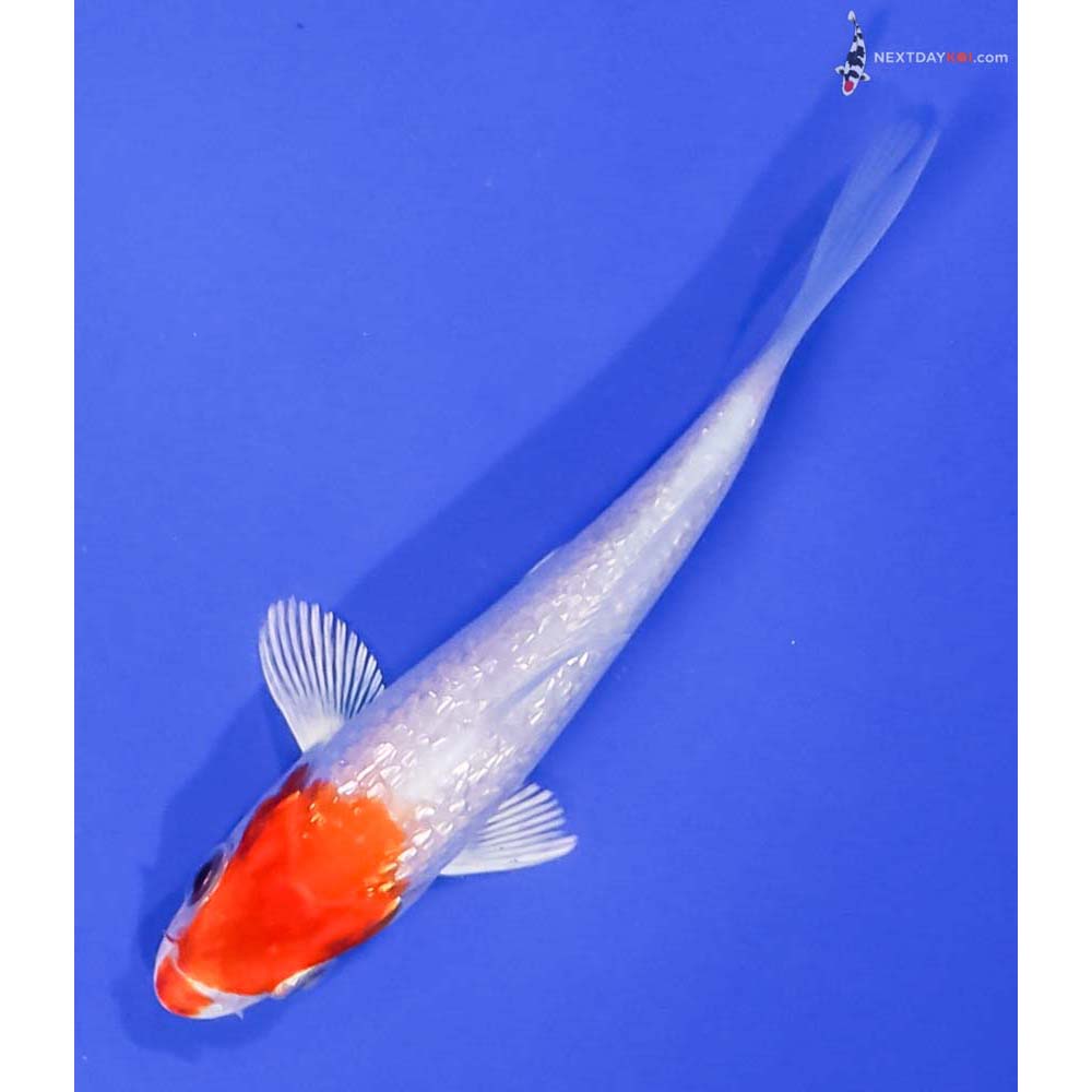 3.5” Imported Gin Rin Hariwake