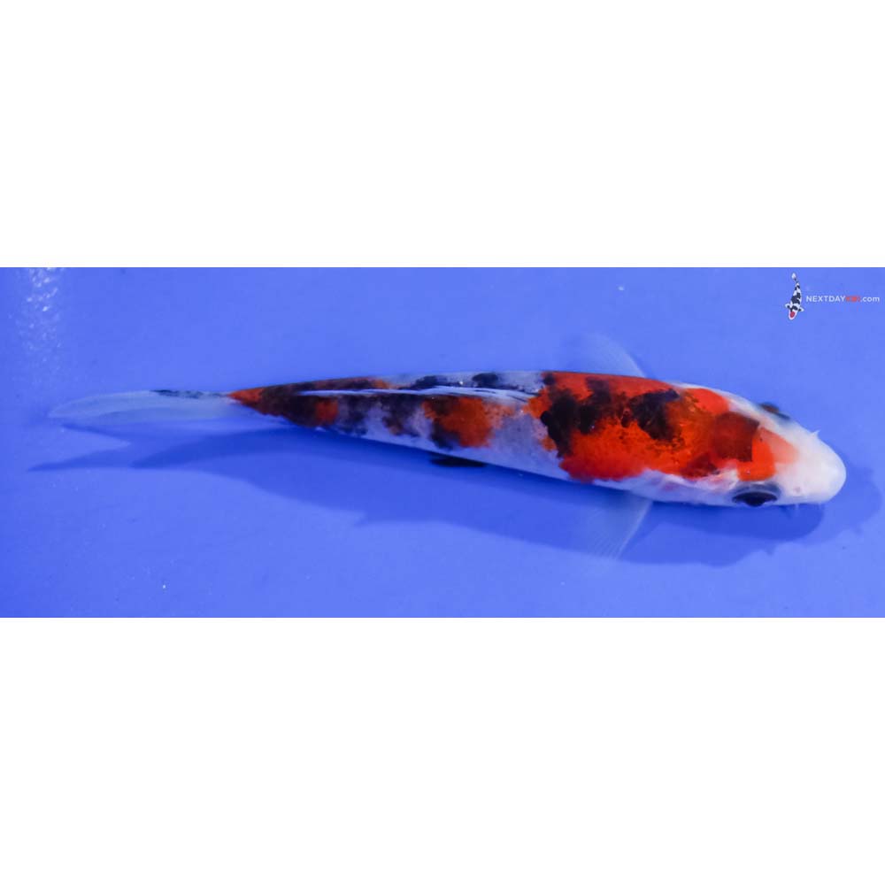 4” Imported Sanke