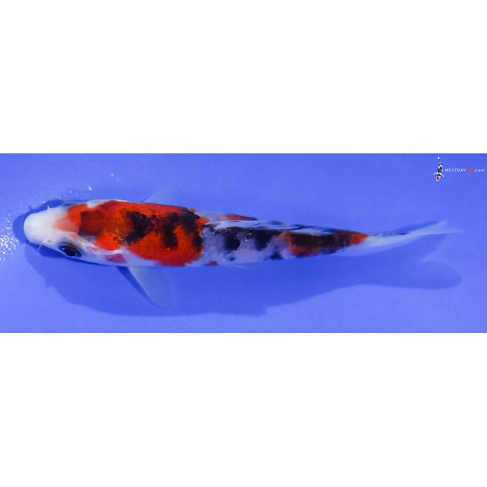4” Imported Sanke