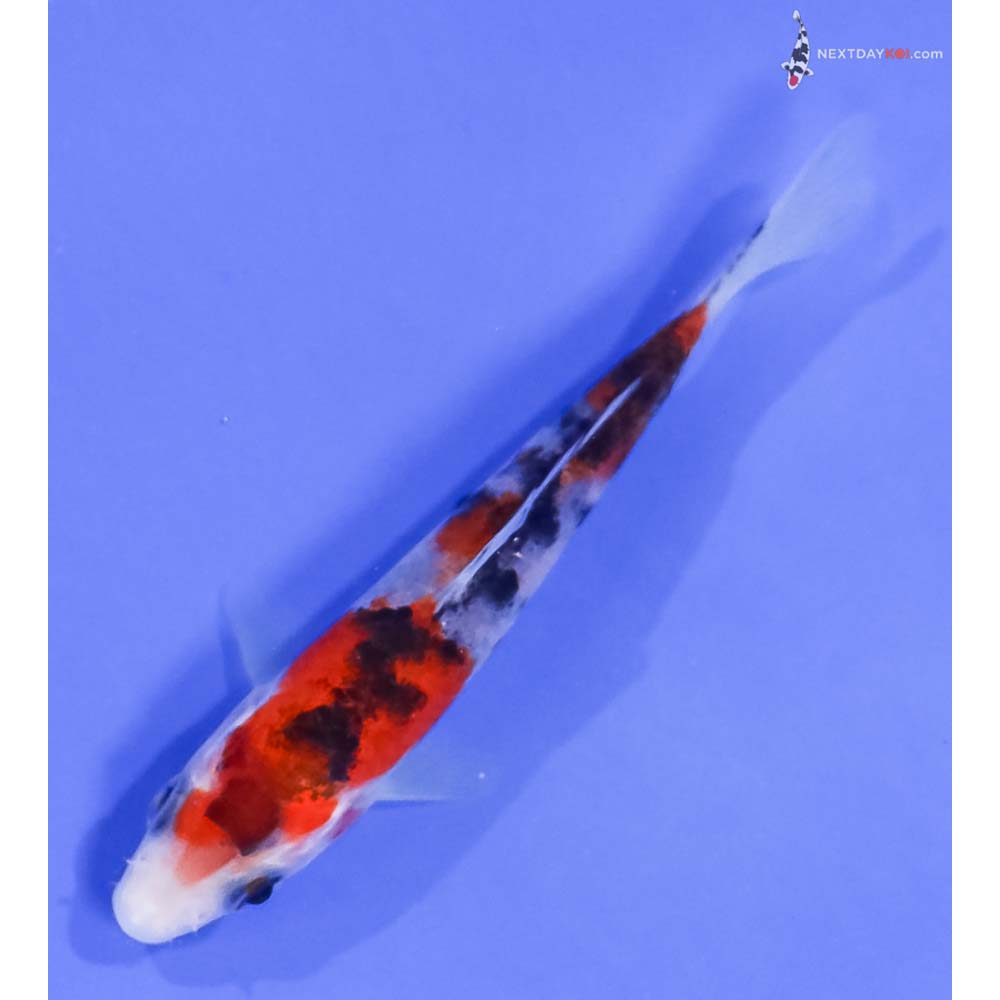 4” Imported Sanke