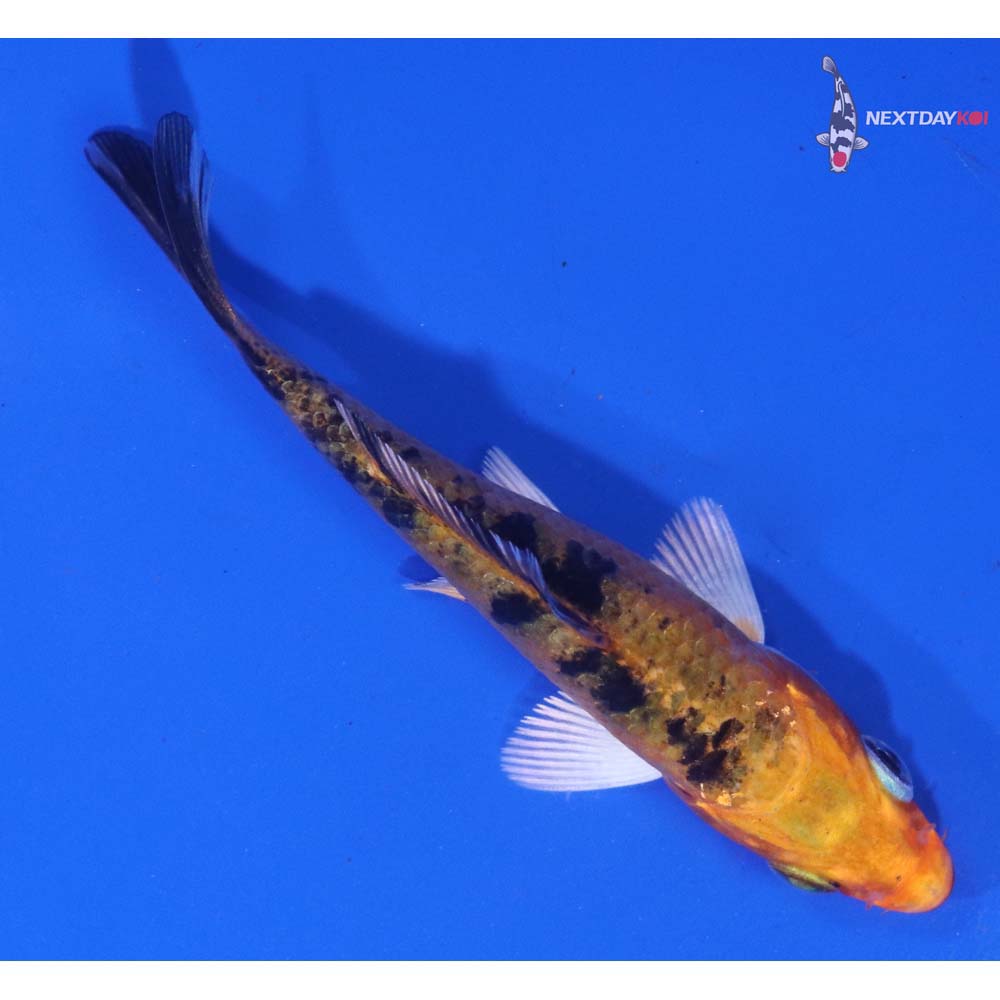 3” Imported Yamato Nishiki
