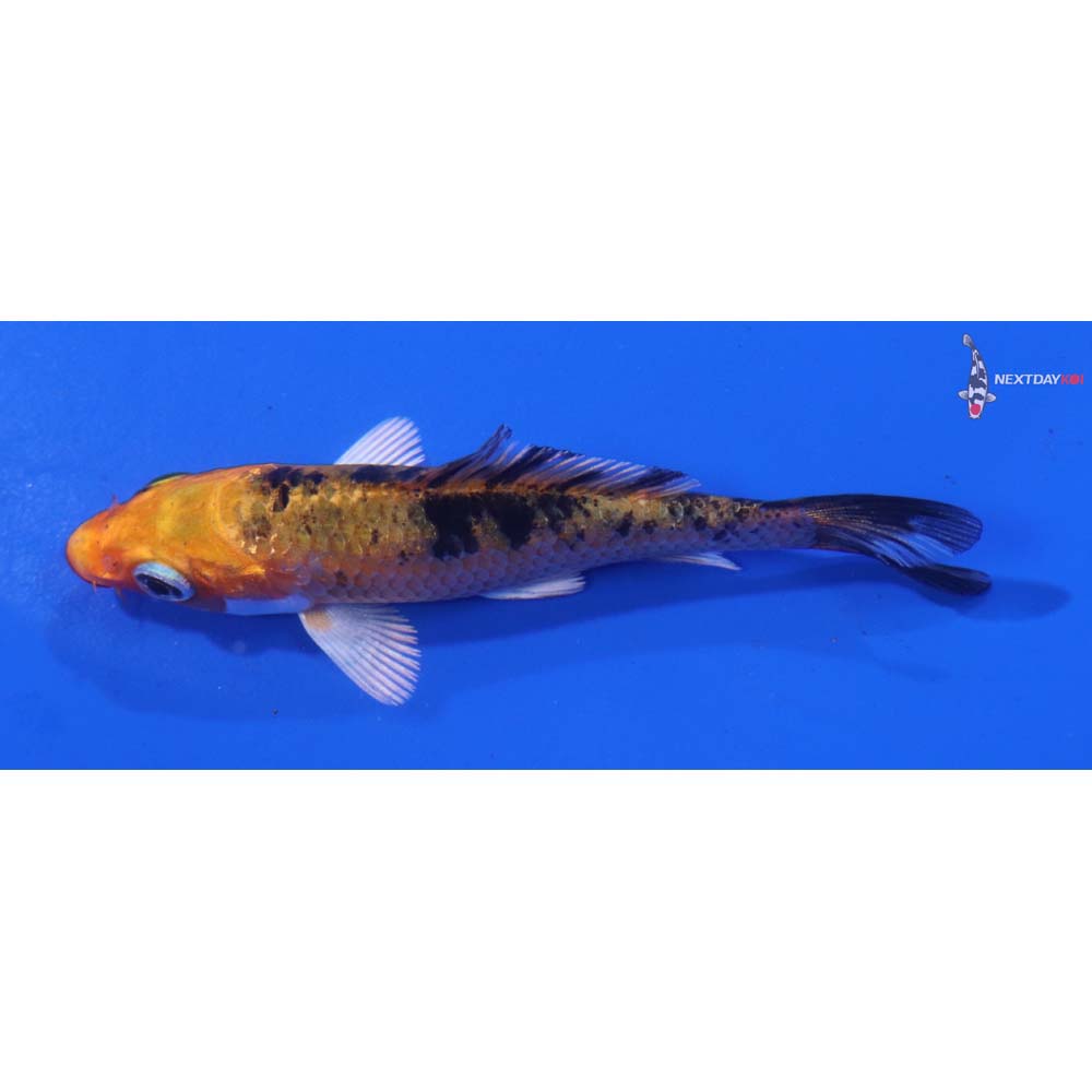 3” Imported Yamato Nishiki