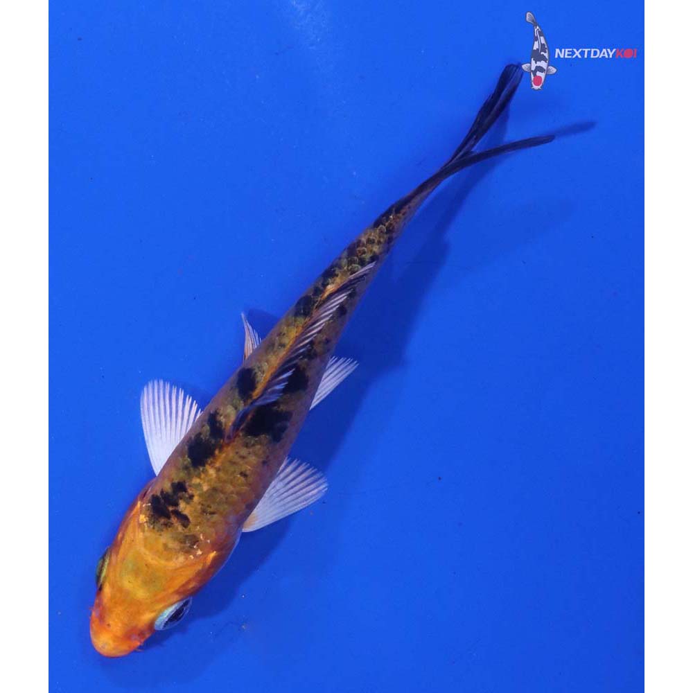 3” Imported Yamato Nishiki