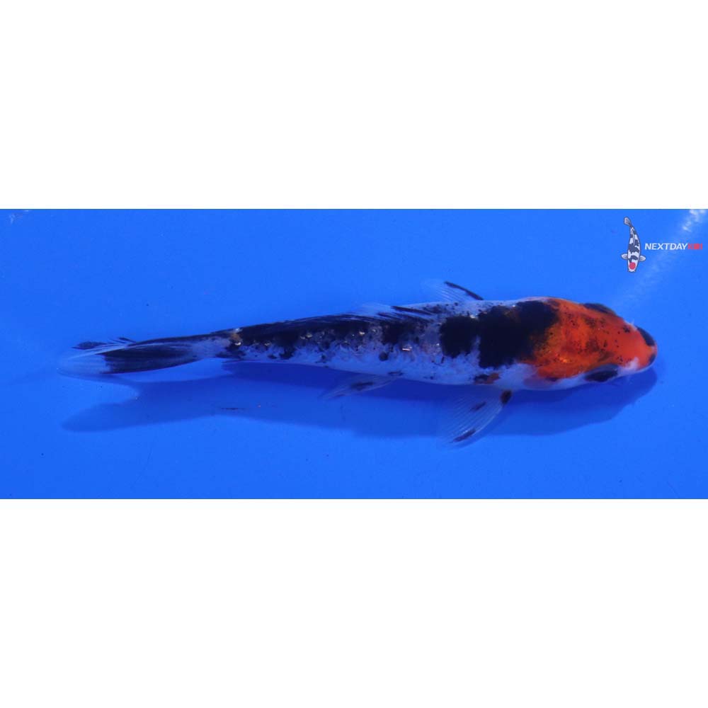 3.5” Imported Sanke