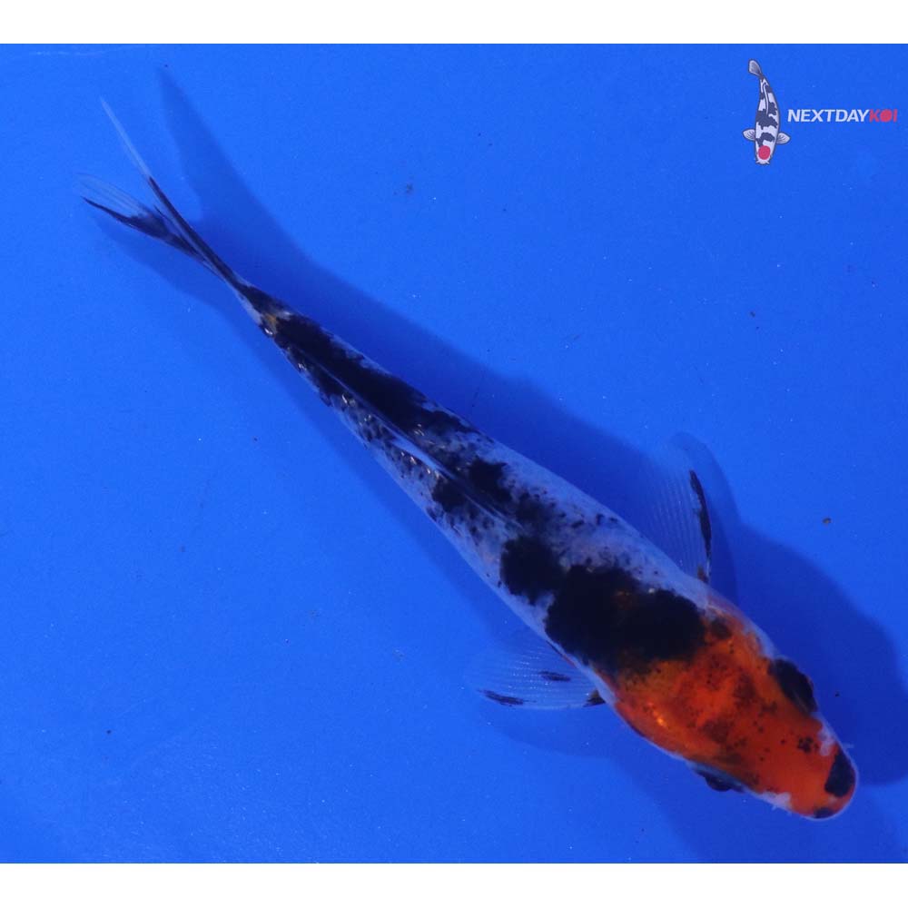 3.5” Imported Sanke