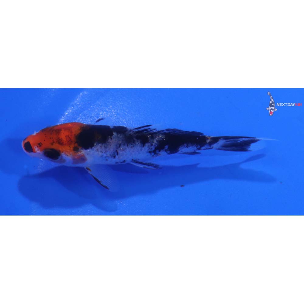 3.5” Imported Sanke