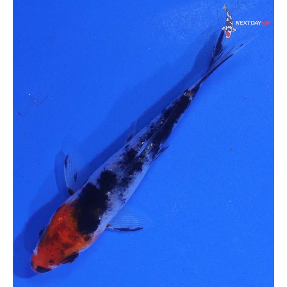 3.5” Imported Sanke