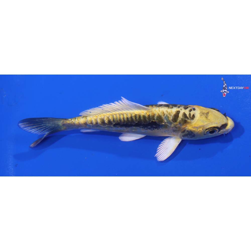 3.5” Imported Kin Kikokuryu