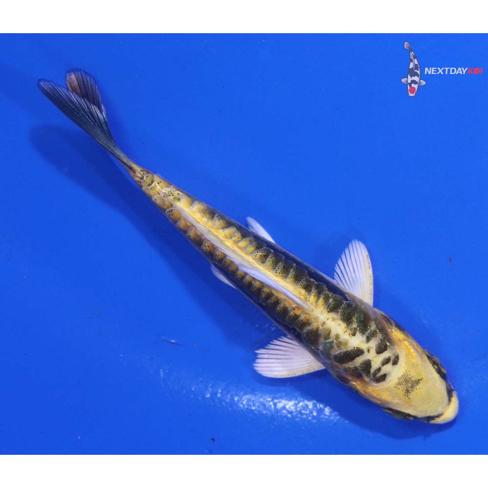 3.5” Imported Kin Kikokuryu