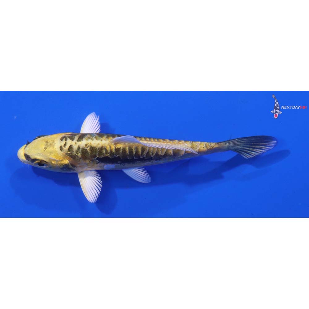 3.5” Imported Kin Kikokuryu
