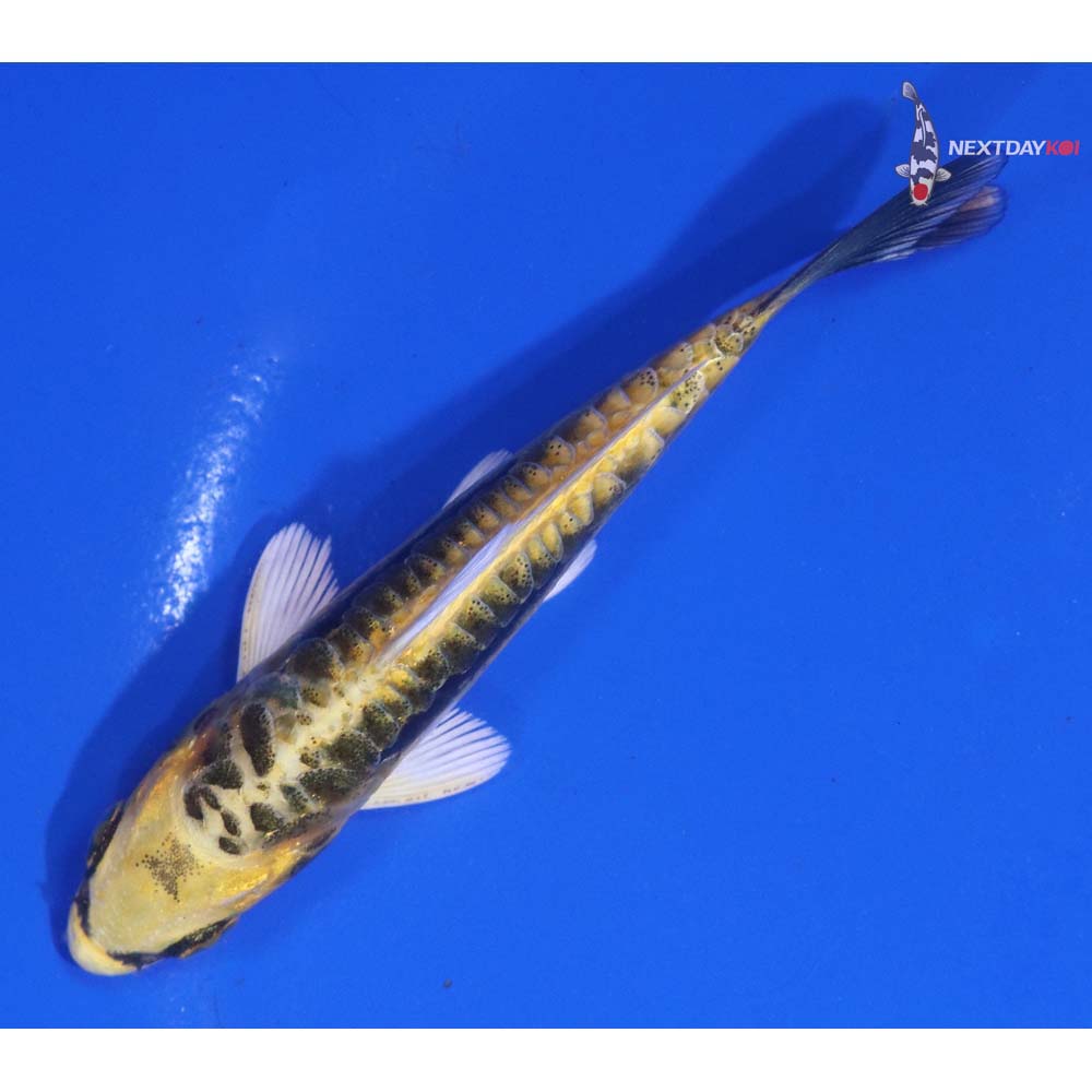 3.5” Imported Kin Kikokuryu