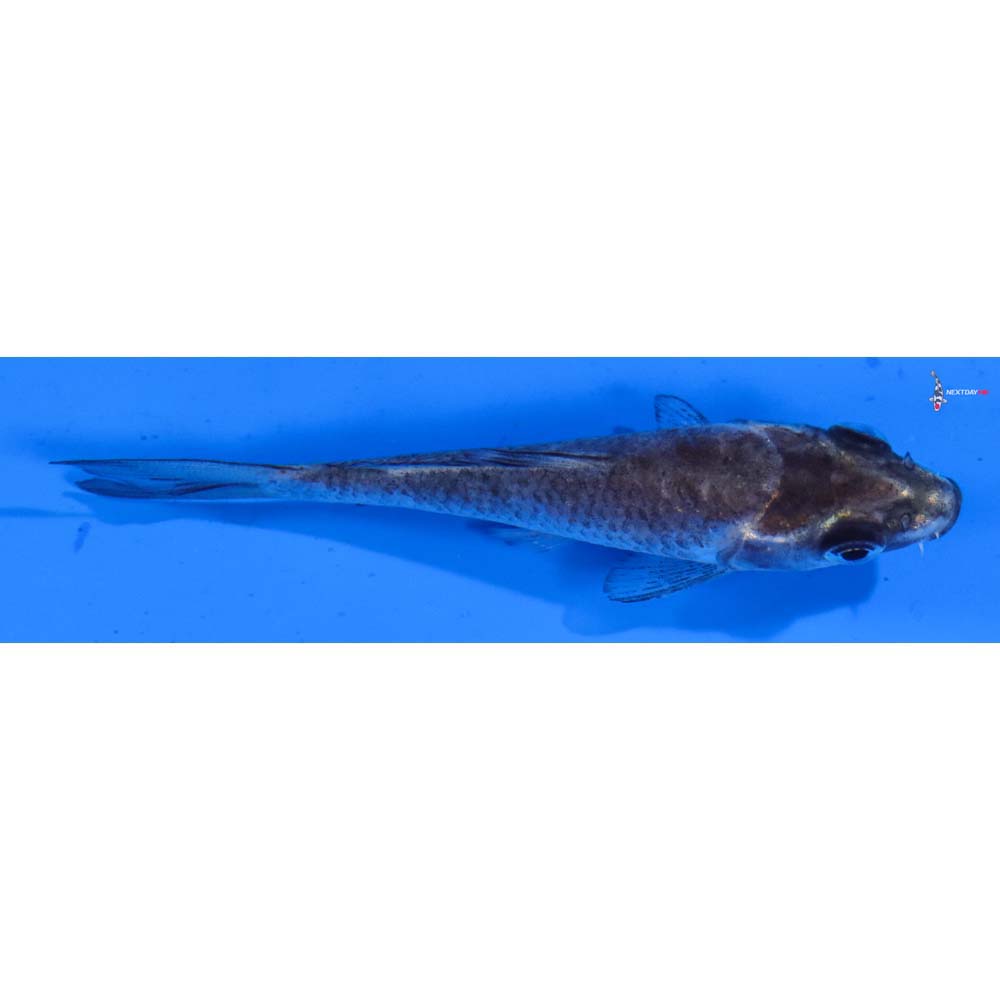 3” Imported Soragoi