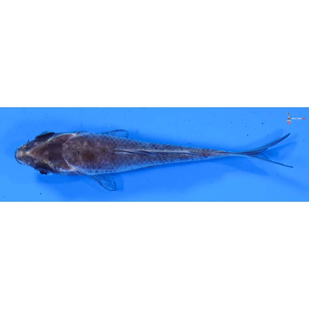 3” Imported Soragoi