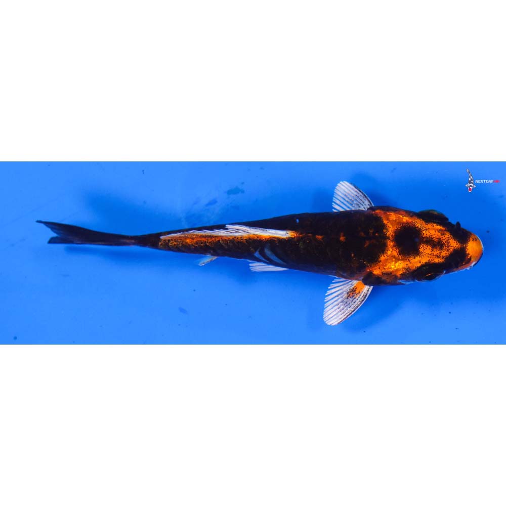 3” Imported Kin Kikokuryu