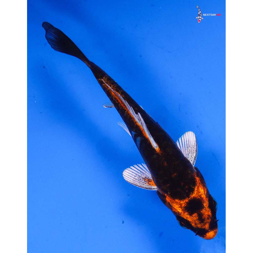 3” Imported Kin Kikokuryu