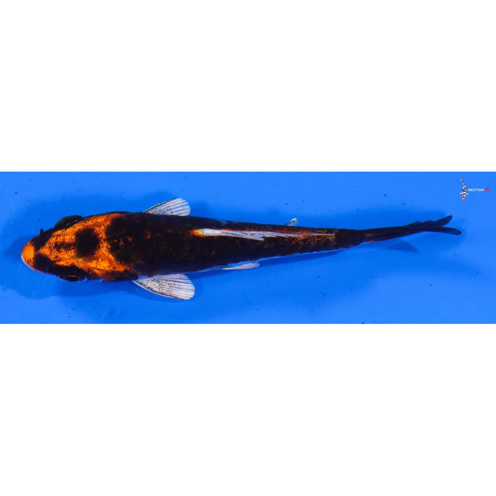 3” Imported Kin Kikokuryu