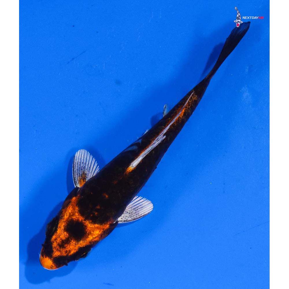 3” Imported Kin Kikokuryu