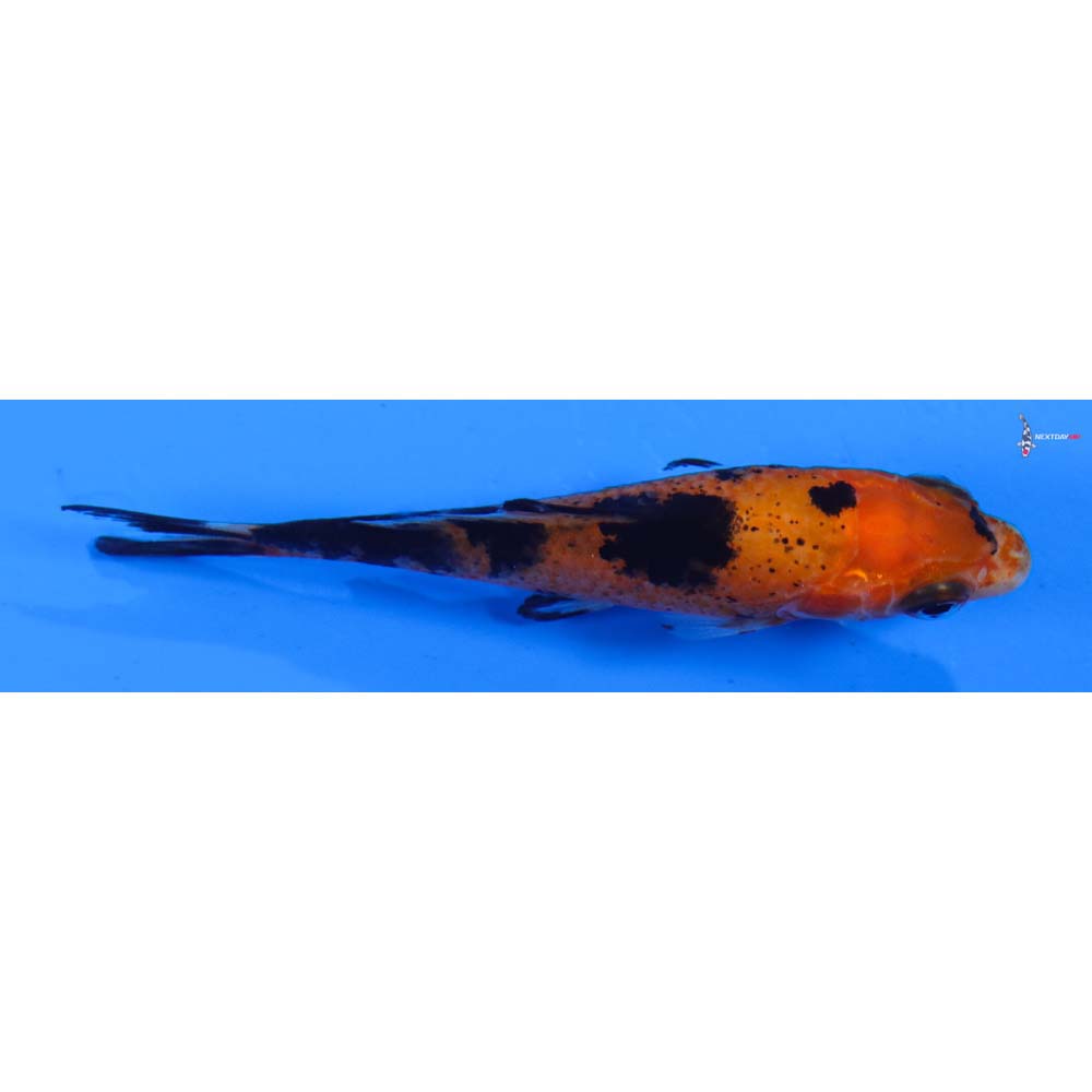 3” Imported Aka Bekko