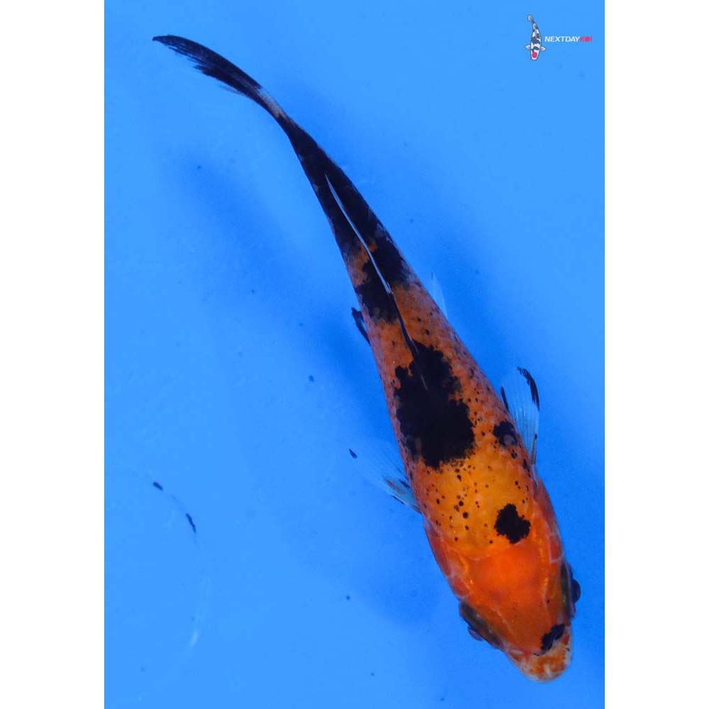 3” Imported Aka Bekko