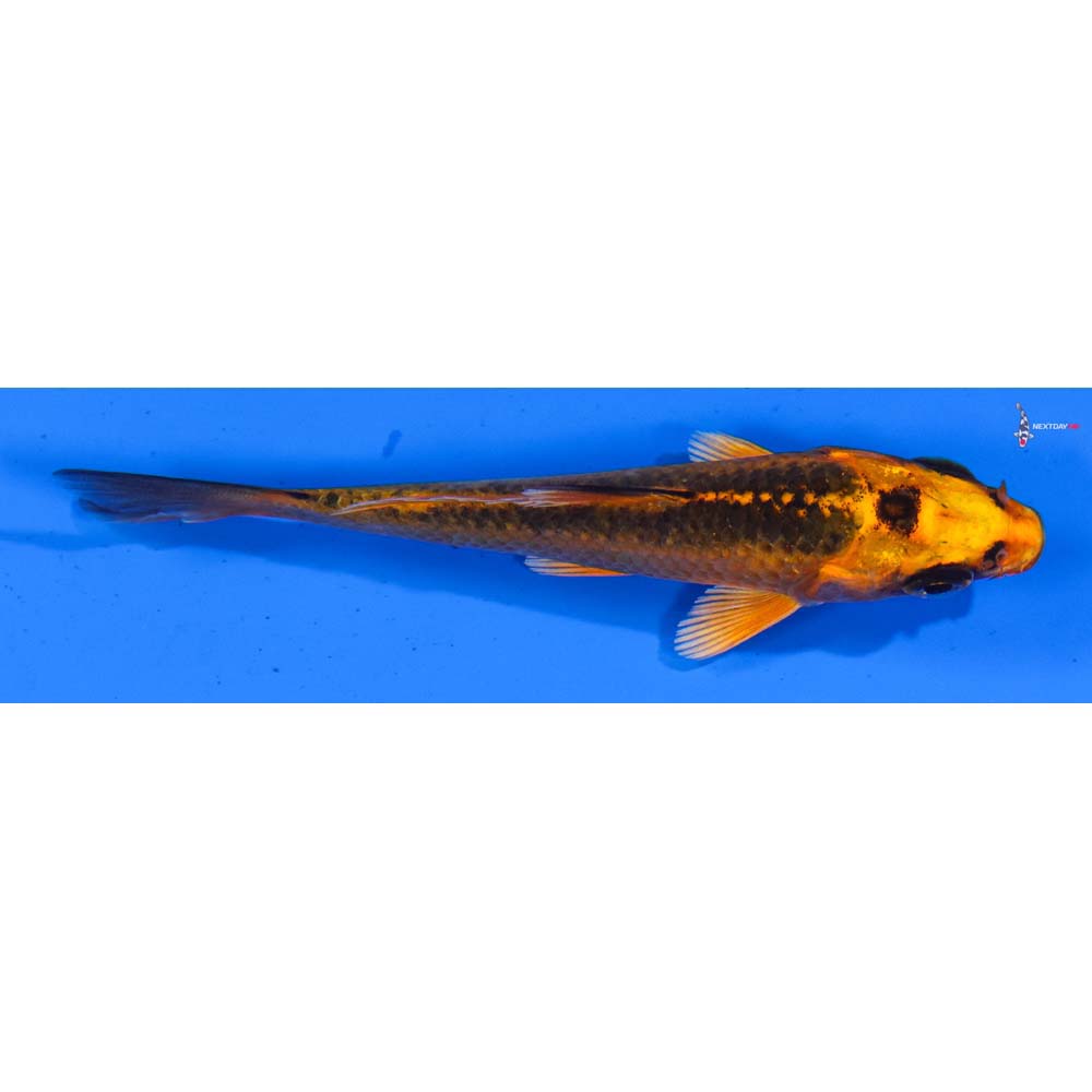 3.5” Imported Orenji Matsuba