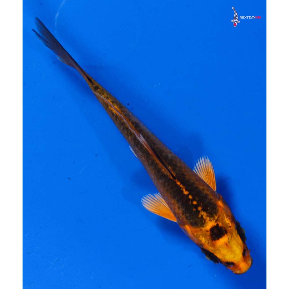 3.5” Imported Orenji Matsuba