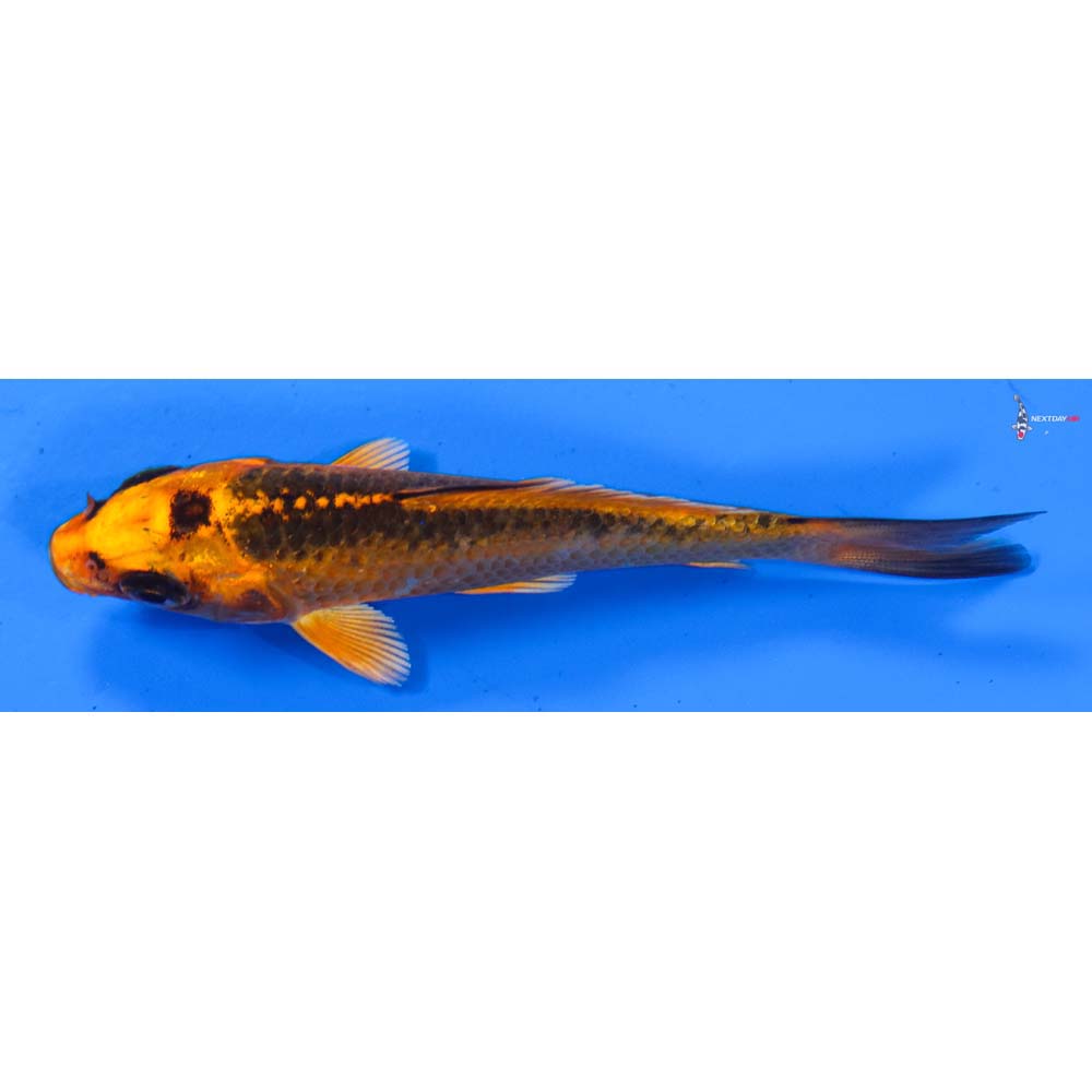 3.5” Imported Orenji Matsuba