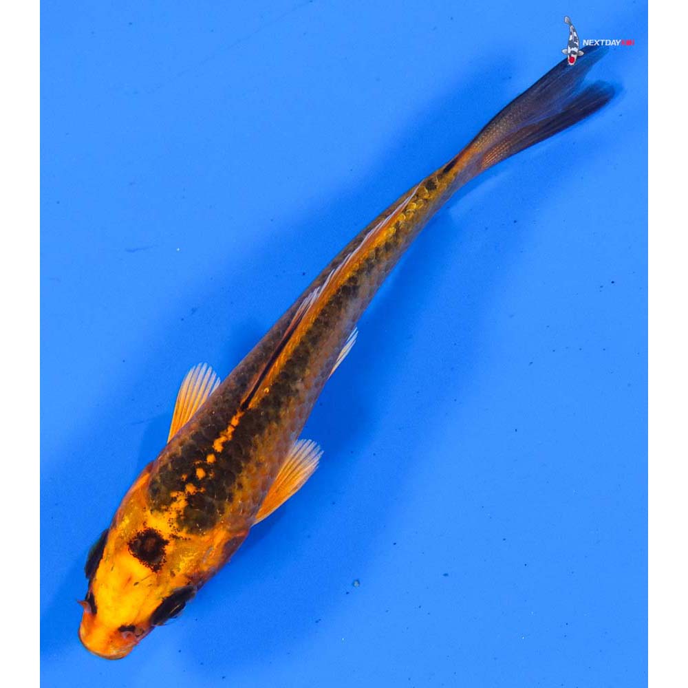 3.5” Imported Orenji Matsuba
