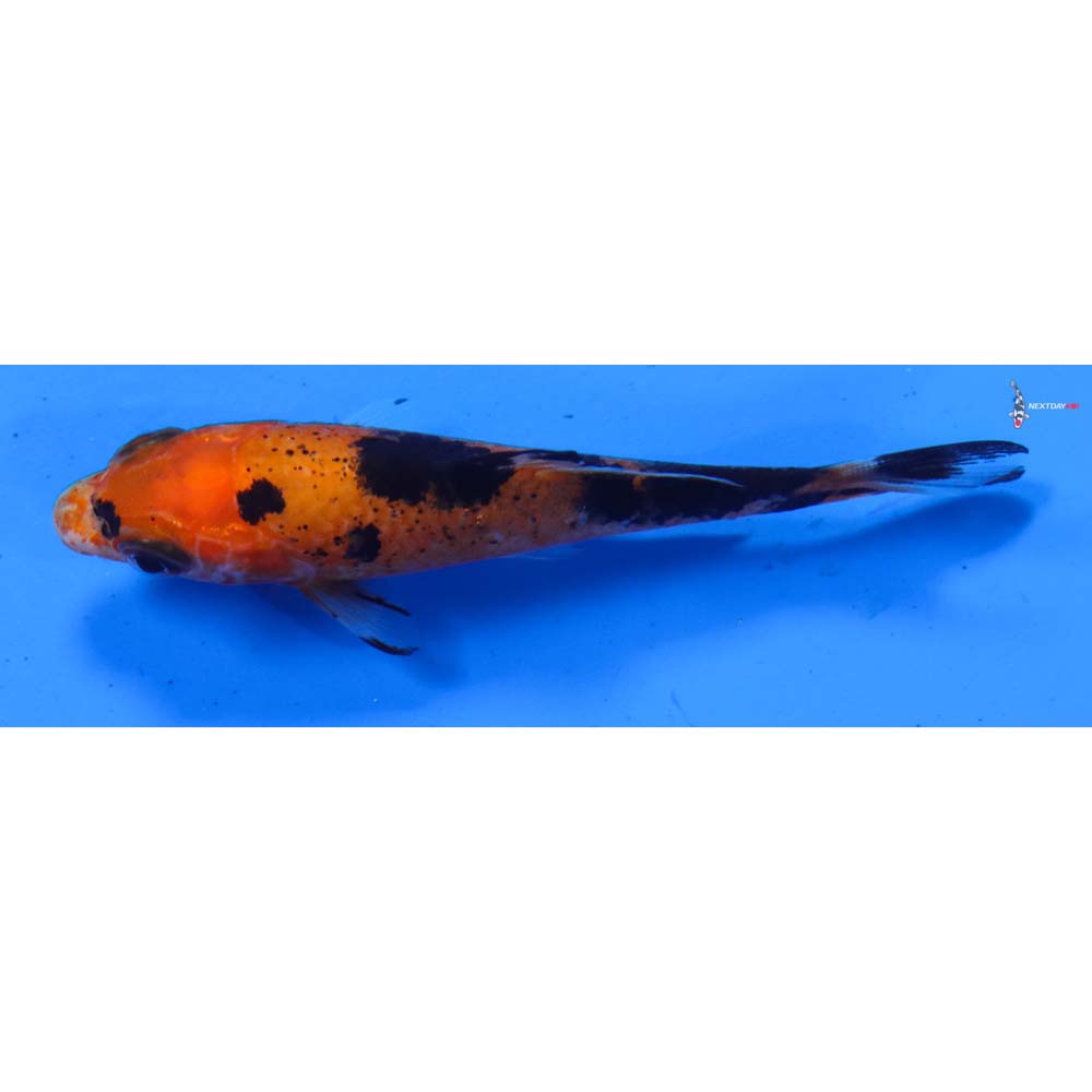 3” Imported Aka Bekko
