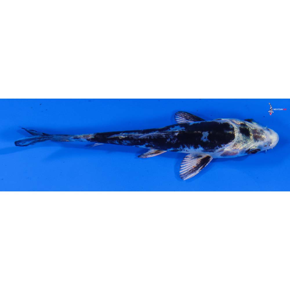 3.5” Imported Kikokuryu